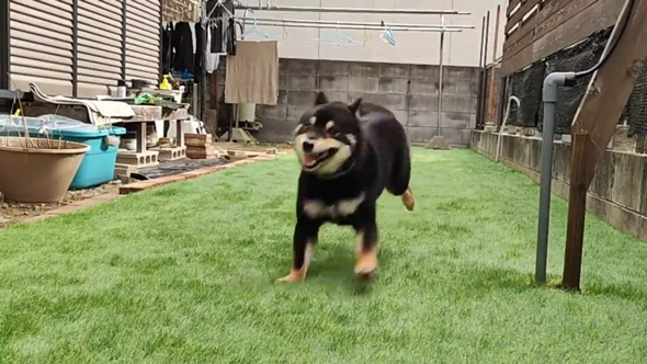 柴犬 庭 リフォーム 人工芝 DIY ドッグラン 反応 ビフォーアフター
