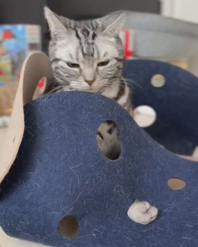 おもちゃで遊ぶ猫ちゃん