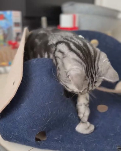 おもちゃで遊ぶ猫ちゃん