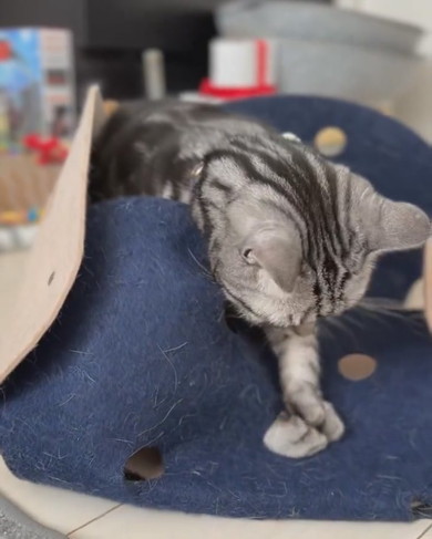 おもちゃで遊ぶ猫ちゃん