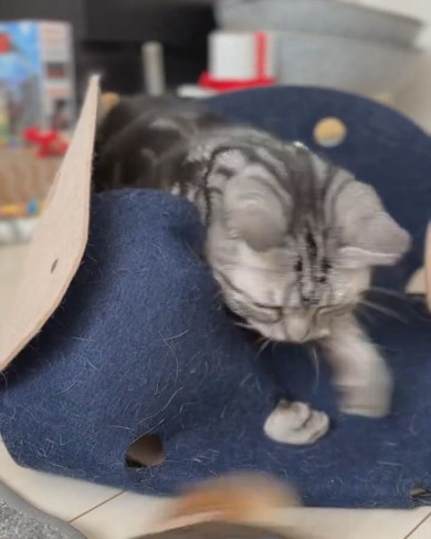 おもちゃで遊ぶ猫ちゃん