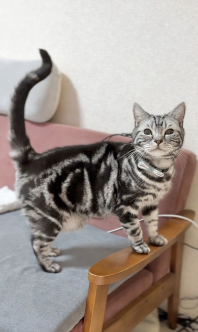 尻尾を立てて見る猫ちゃん