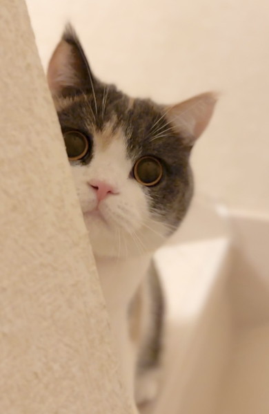 穴に顔を突っ込む猫ちゃん