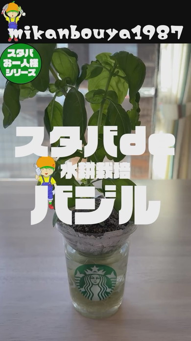 スタバの空カップを使ったバジルの水耕栽培