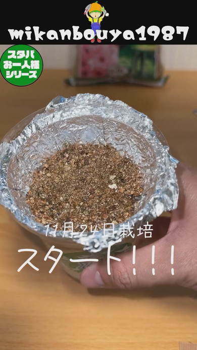 スタバの空カップを使ったバジルの水耕栽培