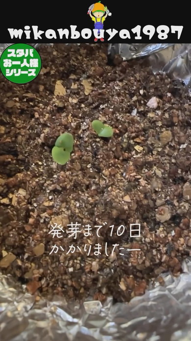 スタバの空カップを使ったバジルの水耕栽培