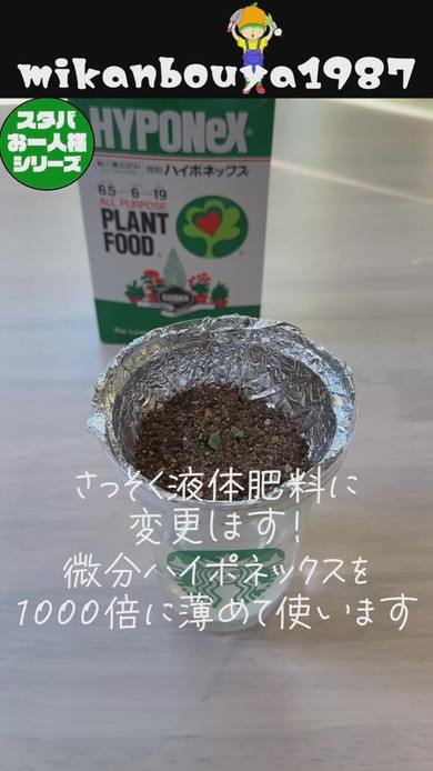 スタバの空カップを使ったバジルの水耕栽培