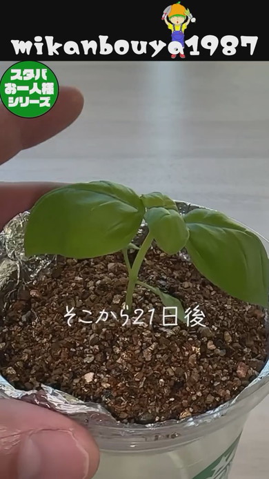 スタバの空カップを使ったバジルの水耕栽培