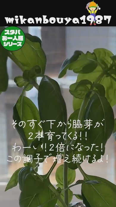 スタバの空カップを使ったバジルの水耕栽培