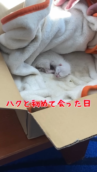 捨てられていた段ボール中の子猫