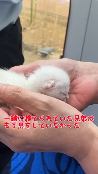 手の中にいる子猫