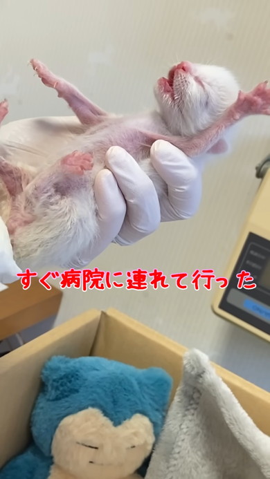 お尻を拭かれている子猫