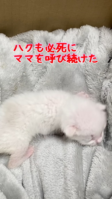ママを呼ぶ子猫