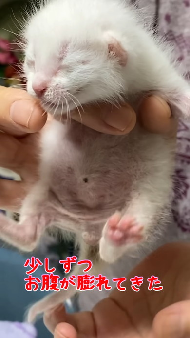 おなかが膨れてきた子猫