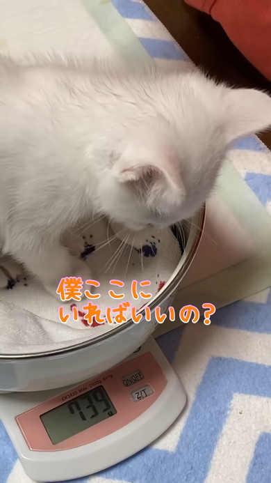 スケールに乗る子猫