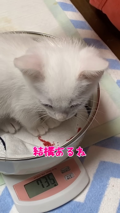 スケールに乗る子猫