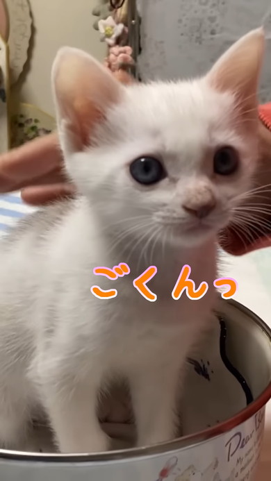 スケールに乗る子猫
