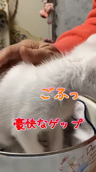 スケールに乗る子猫