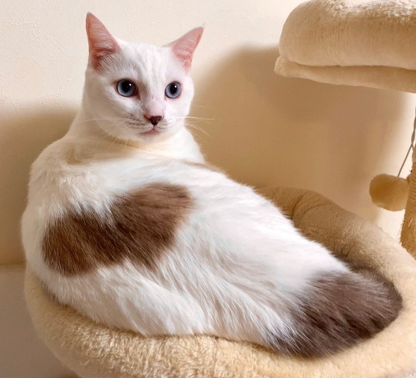 くつろぐ猫ちゃん