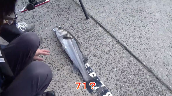 カバのような力を持つ巨大魚