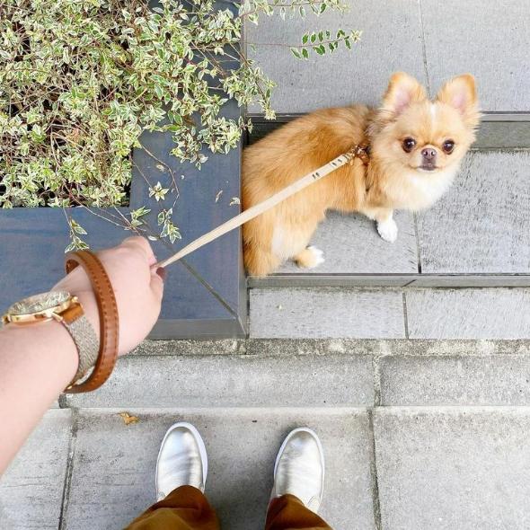 犬の散歩時間の目安や適切な時間帯