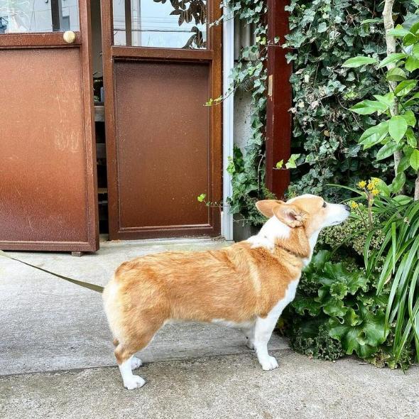 犬の散歩時間の目安や適切な時間帯