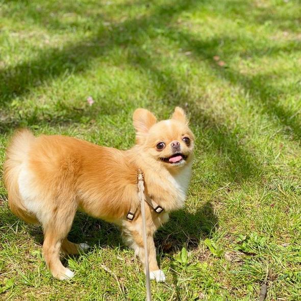 犬の散歩時間の目安や適切な時間帯