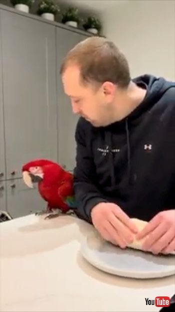 ひとくち食べたい鳥