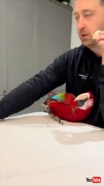 ひとくち食べたい鳥