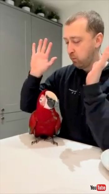 ひとくち食べたい鳥