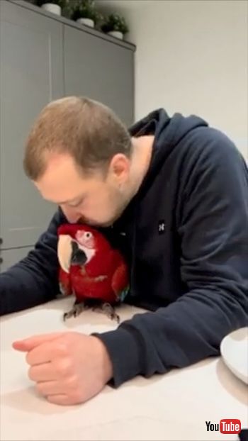 ひとくち食べたい鳥