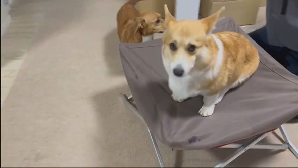 ドッグコットを取り合うワンコ2匹