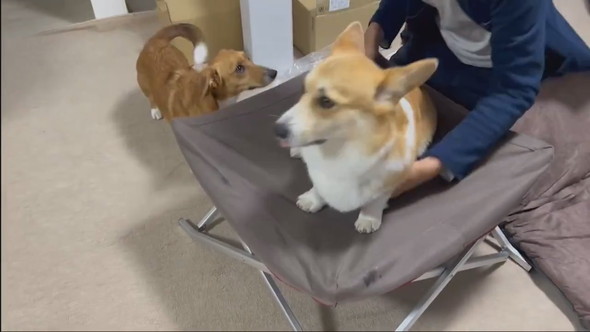 ドッグコットを取り合うワンコ2匹