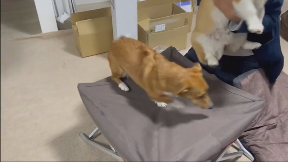 ドッグコットを取り合うワンコ2匹