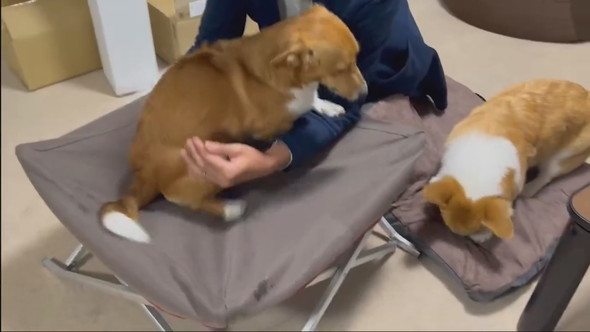 ドッグコットを取り合うワンコ2匹