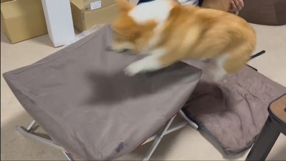 ドッグコットを取り合うワンコ2匹