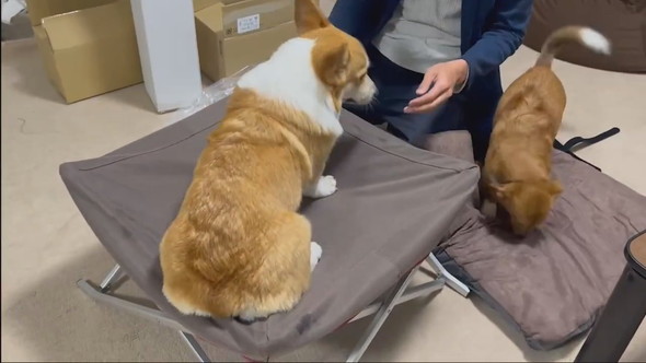 ドッグコットを取り合うワンコ2匹