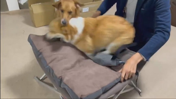 ドッグコットを取り合うワンコ2匹