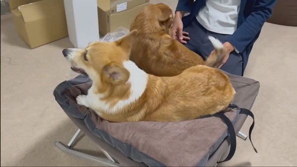 ドッグコットを取り合うワンコ2匹