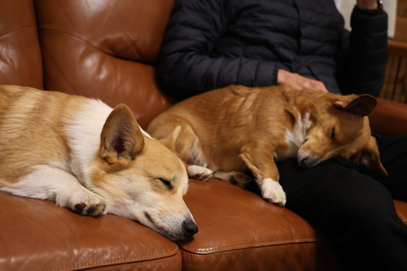 ソファの上で寝る2匹のワンコ