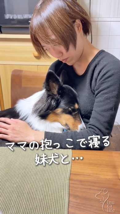 ママに甘える姉妹ワンコ