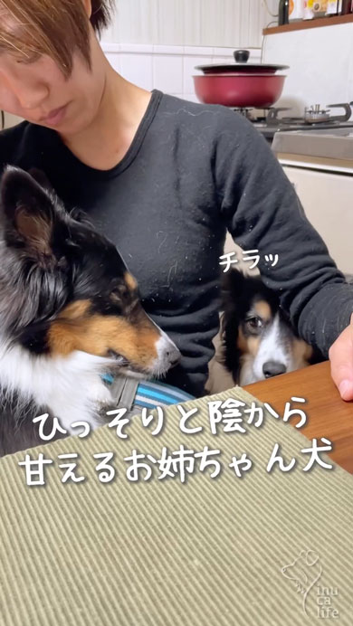 ママに甘える姉妹ワンコ