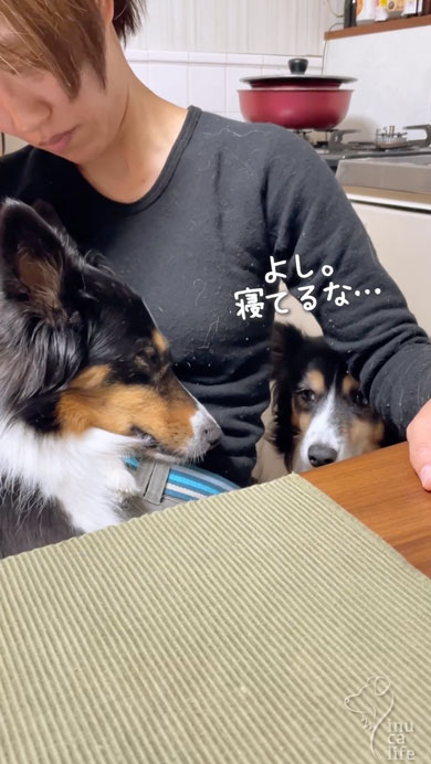 ママに甘える姉妹ワンコ