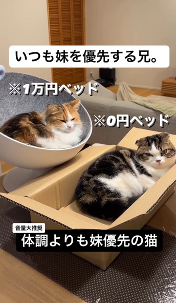 妹猫を優先する兄猫