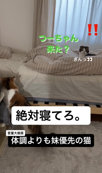 妹猫を優先する兄猫