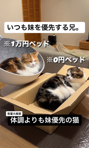 妹猫を優先する兄猫