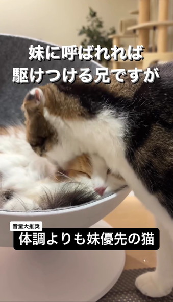 妹猫を優先する兄猫
