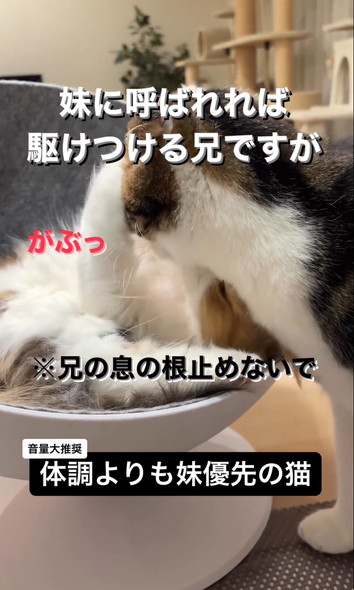 妹猫を優先する兄猫