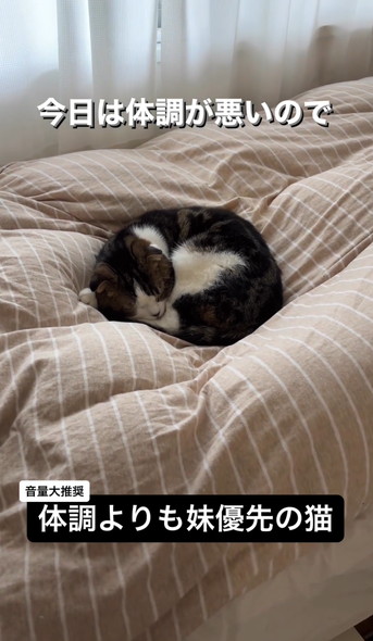 妹猫を優先する兄猫