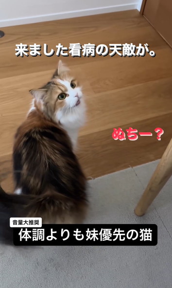 妹猫を優先する兄猫